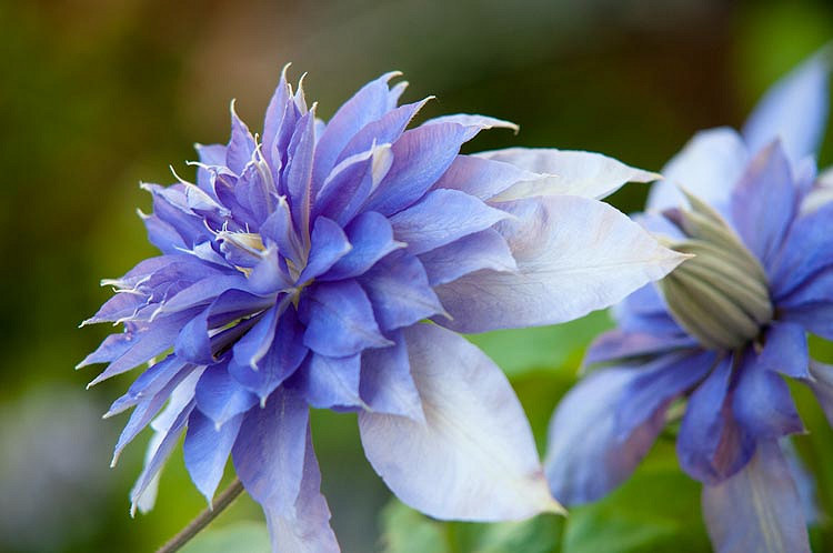 Clematis Multi Blue Early Large Flowered Clematis